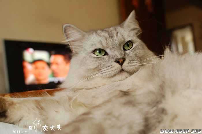 大坏猫.jpg 大坏猫.jpg